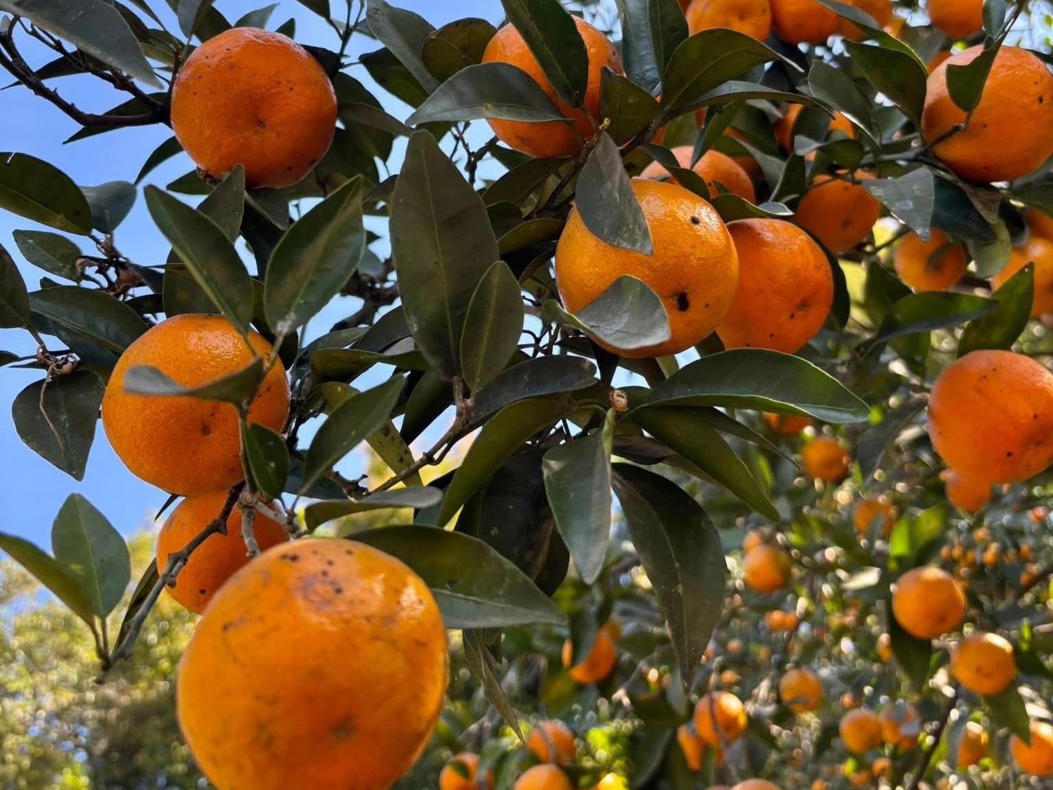 Orange Orchards